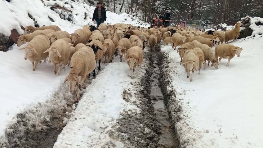 Karda mahsur kalan çoban ve ailesi kurtarıldı