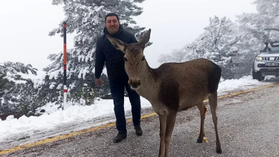 Yolda karşılarına çıkan kızılgeyiği beslediler