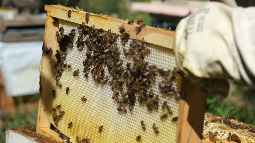 Erzincan ismini kullanan sahte balcılara yasal yaptırımlar uygulandı