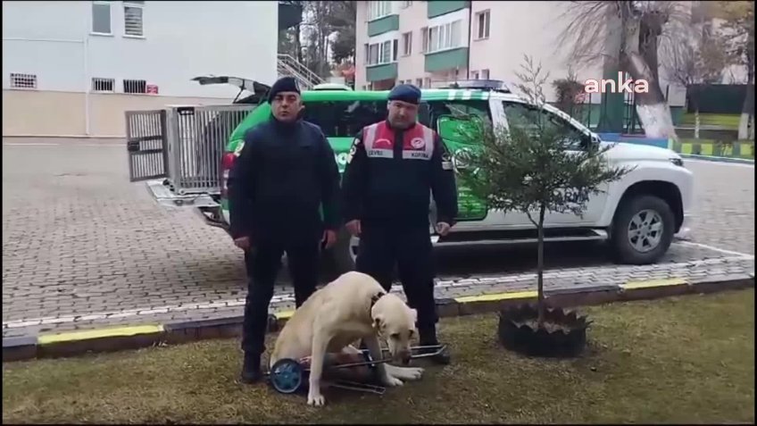 Yozgat’ta arka bacakları tutmayan iki köpek tedavi altına alındı