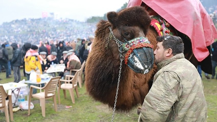 43. Uluslararası Efes Selçuk Deve Güreşleri Festivali Heyecanı Başlıyor!