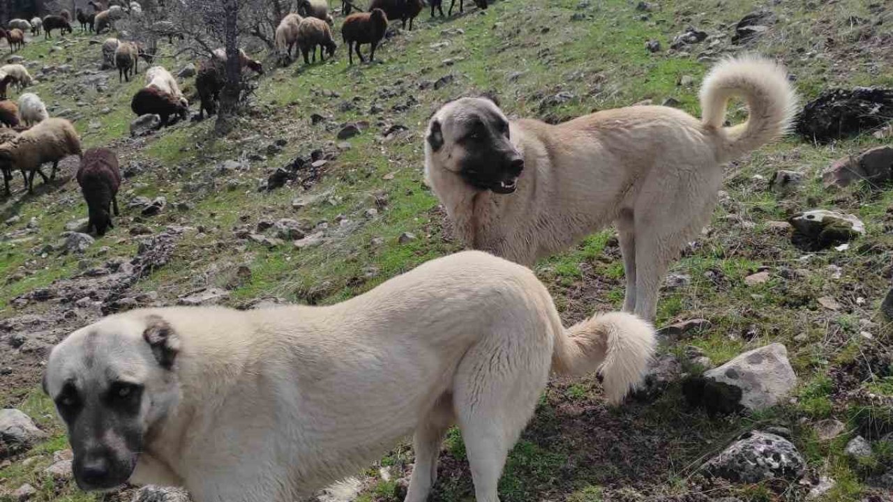 Elazığ’da avcılar bir kangalı telef edip birini de yaraladı