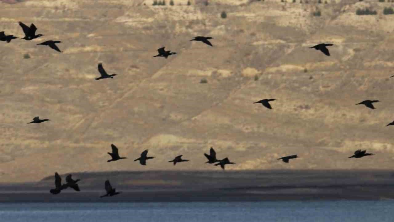 Elazığ’da  su kuşu sayım çalışmaları