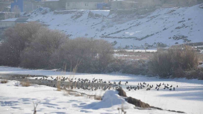 Kars’ta Yaban ördekleri bir arada görüntülendi