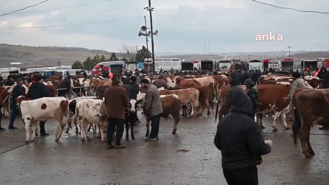 Şap hastalığı nedeniyle Çorum'dan sonra Yozgat'ta da tedbir amaçlı canlı hayvan pazarları kapatıldı