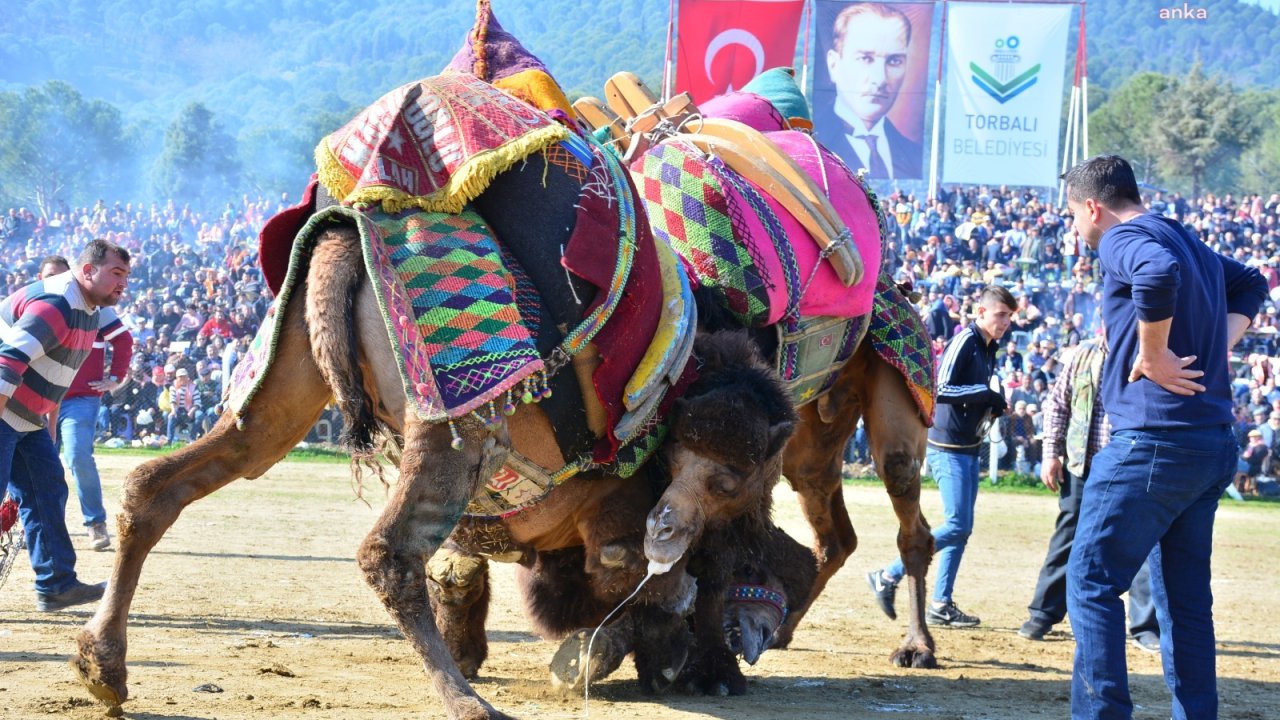 Torbalı'da ‘Deve Güreşi Festivali’nin bu yıl 16’ıncısı düzenlenecek