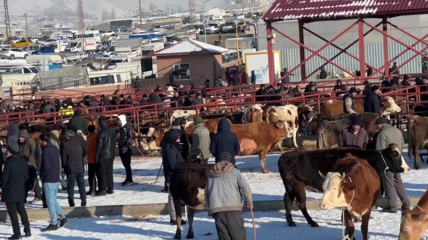 Van’da canlı hayvan pazarında işler durgun... Hayvan satıcısı Abdulbaki Aktı: "Durum berbat, alan da pişman satan da pişman"