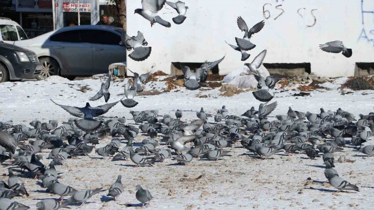 Van’da güvercinlerin yem mücadelesi büyüledi