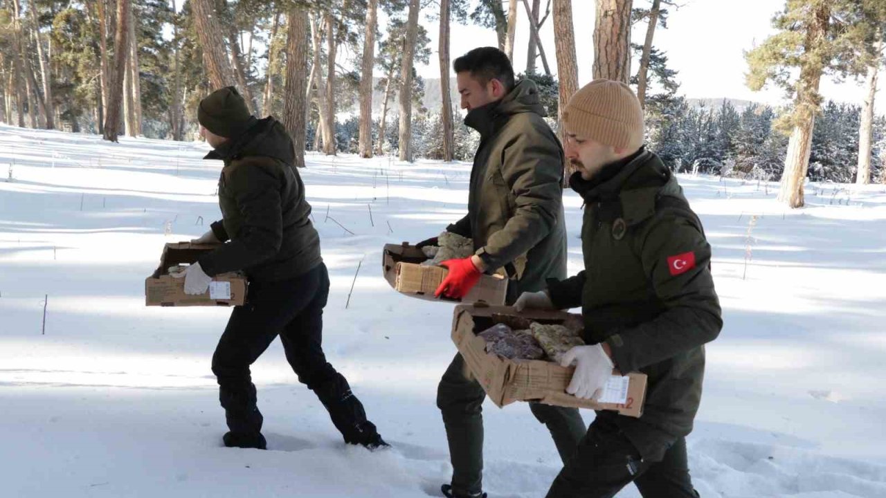 Yabani hayvanlar için doğaya yem bıraktılar