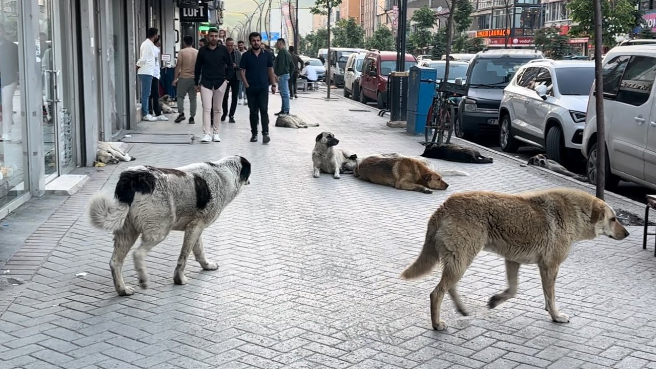 Yüksekovalı vatandaşlar tepkili: "Sokak köpekleri bir an önce toplatılsın"