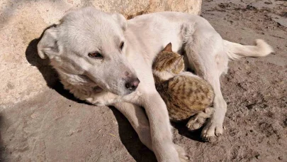 Akyaka’da kedi ve köpeğin dostluğu kamerada