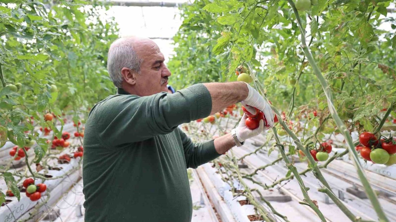 Aziziye’nin termal seralarında yeni dönem