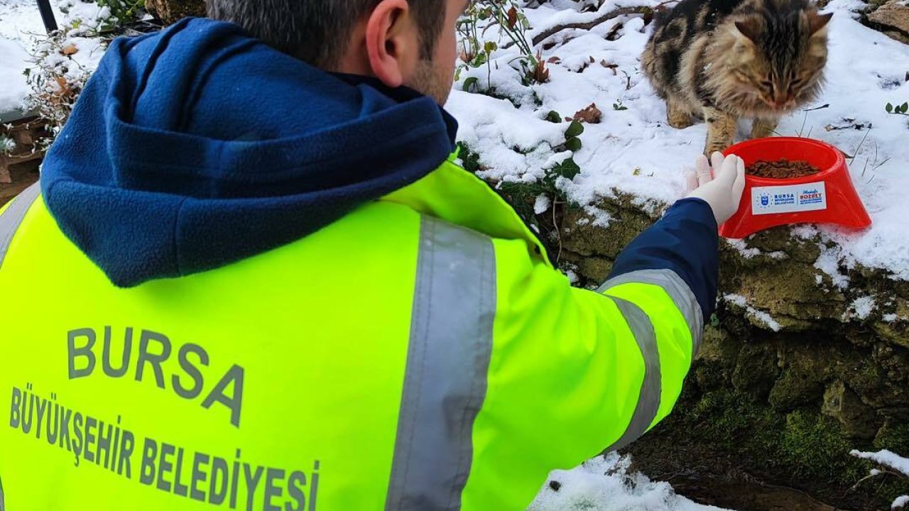 Bursa Büyükşehir Belediyesi, sokakta yaşayan can dostlara mama dağıttı