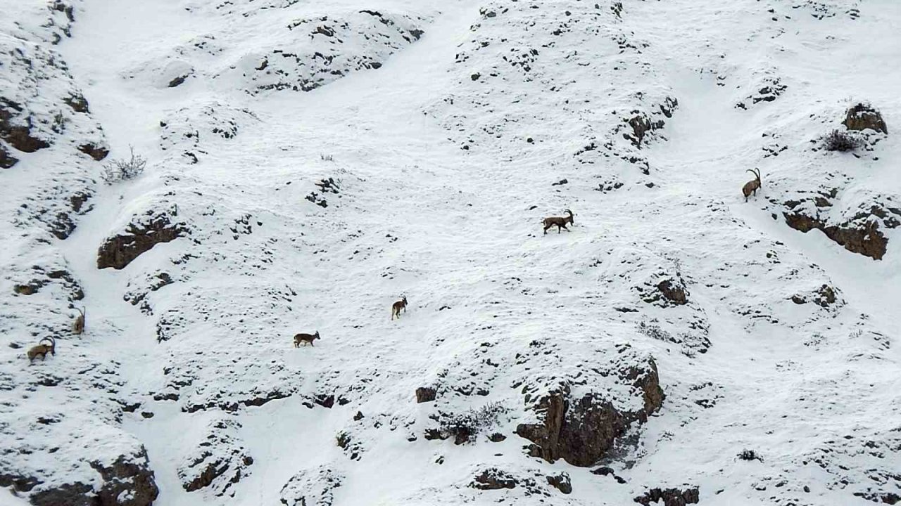 Dağ keçileri Munzur Dağlarına renk katıyor