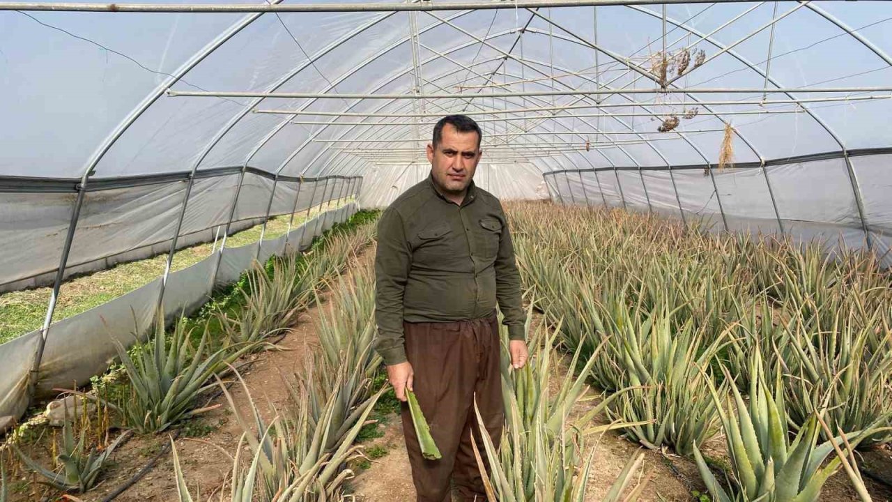 Derecik’in aloe vera üreticisi pazarlama sıkıntısı yaşıyor