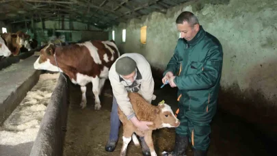 Elazığ’da şap ile mücadele: 5 bin büyükbaş aşılandı, 255 işletmede sağlık taraması yapıldı