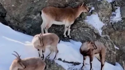 Erzincan’da dağ keçileri havadan görüntülendi