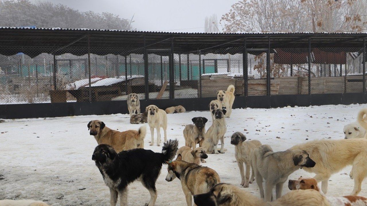 Erzincan’da köpek katliamı iddiası: Belediye çalışanları görevden uzaklaştırıldı