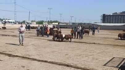 Iğdır hayvan pazarı geçici olarak kapatıldı