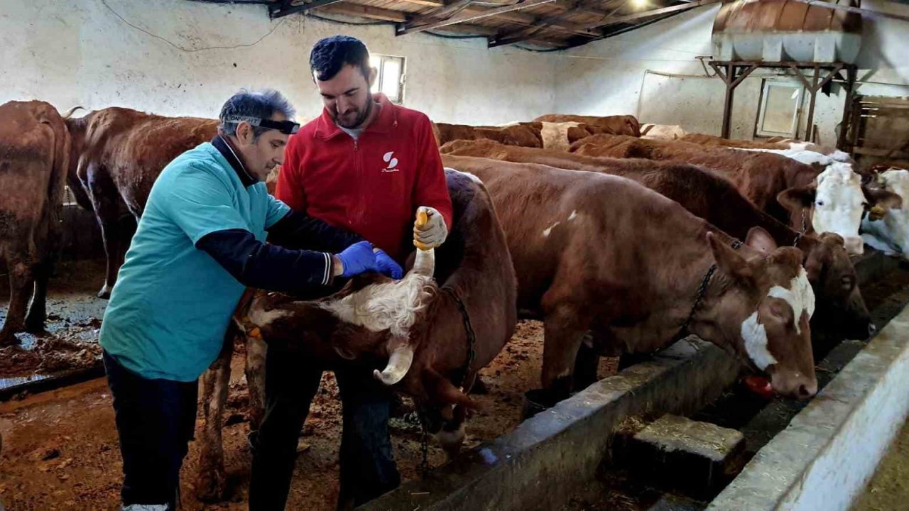 İliç’te şap ve brucella hastalığına karşı aşılama çalışmaları sürdürülüyor