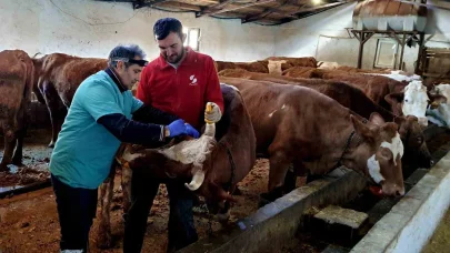 İliç’te şap ve brucella hastalığına karşı aşılama çalışmaları sürdürülüyor