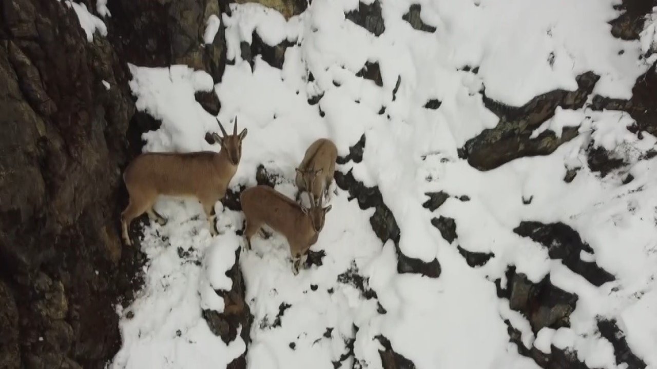 Kar yağışının etkili olduğu Erzincan’da dağ keçileri ve domuz sürüsü drone ile görüntülendi