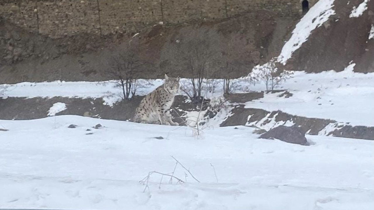 Kırmızı listedeki vaşak Elazığ’da görüldü