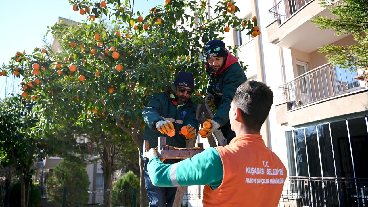 Kuşadası'nın cadde ve sokaklarda bulunan turunç meyvesi reçele dönüştürülüyor