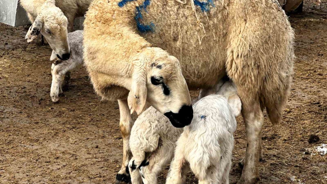 Malatya’da baharın habercisi kuzuların doğumları başladı