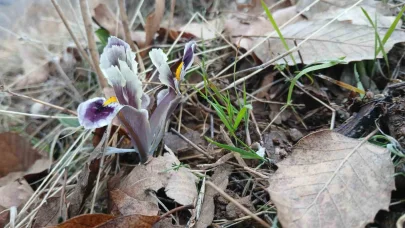 Malatya’da kar yağışı devam ederken Pütürge’de nevruz ve badem ağaçları çiçek açtı