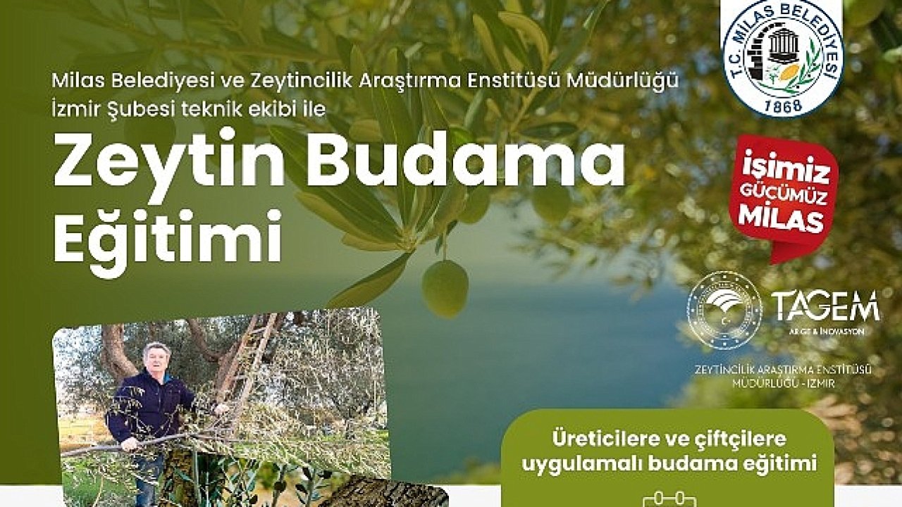 Milas Belediyesi Çiftçilere Uygulamalı Zeytin Budama Eğitimi Verecek