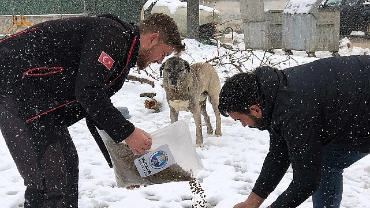 Mudanya Belediyesi'nden Kar Mesaisi: Yollar Açılıyor, Can Dostlar Unutulmuyor