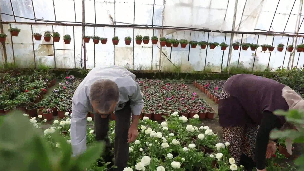 Muğla Büyükşehir Belediyesi, “Süs Bitkisi Üretim Projesi” ile bölge ekonomisine katkı sağlıyor