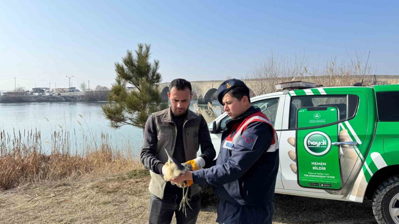 Muş’ta yaralı halde bulunan bayağı balaban kuşu koruma altına alındı