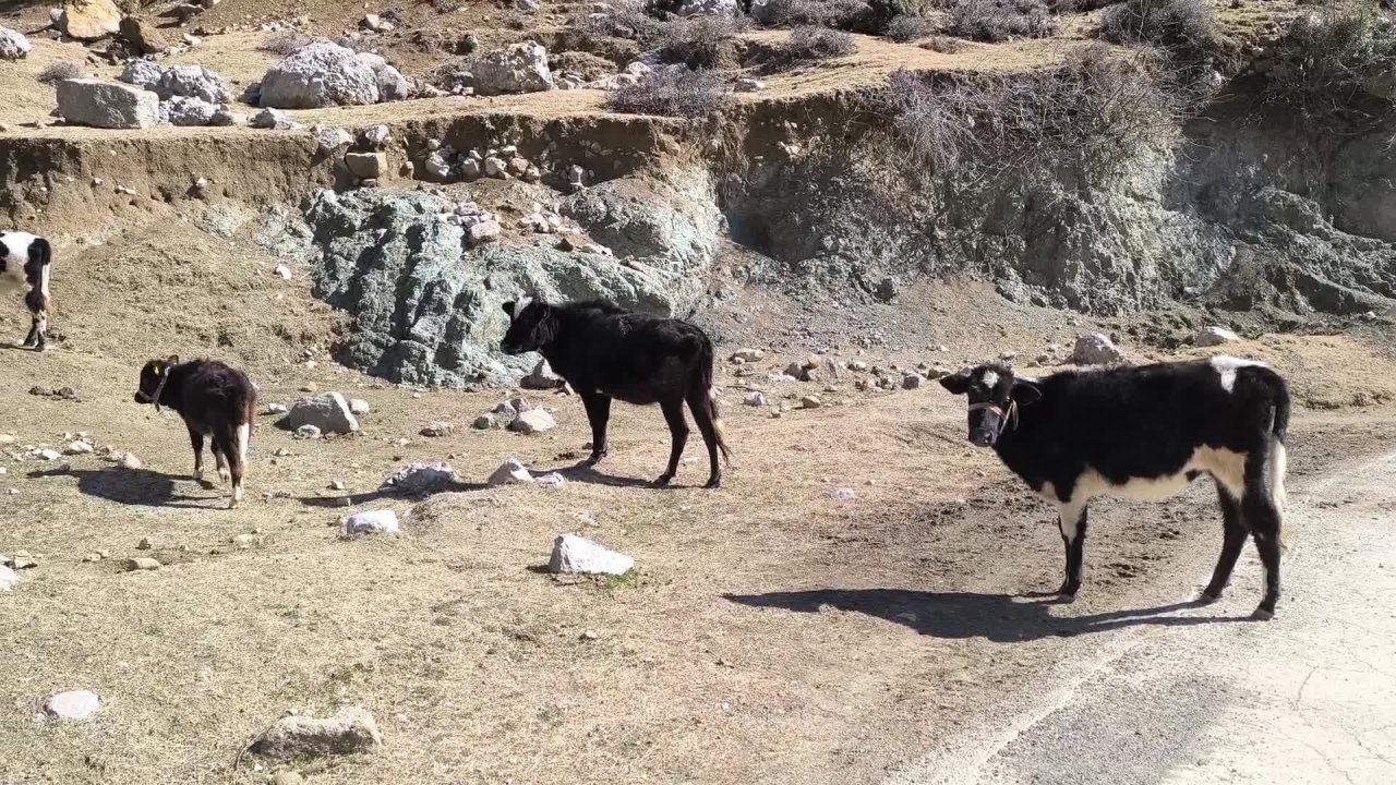 Osmaniye'de köylülerin 'su' tepkisi: "Aylardır burada susuzluk çekiyoruz, ortada kaldık"