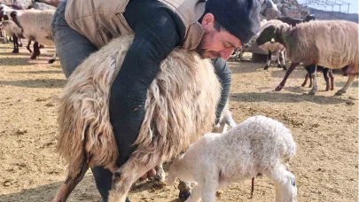 Şap tedirginliği yaşayan üreticiler 24 saat kuzu nöbeti tutuyor