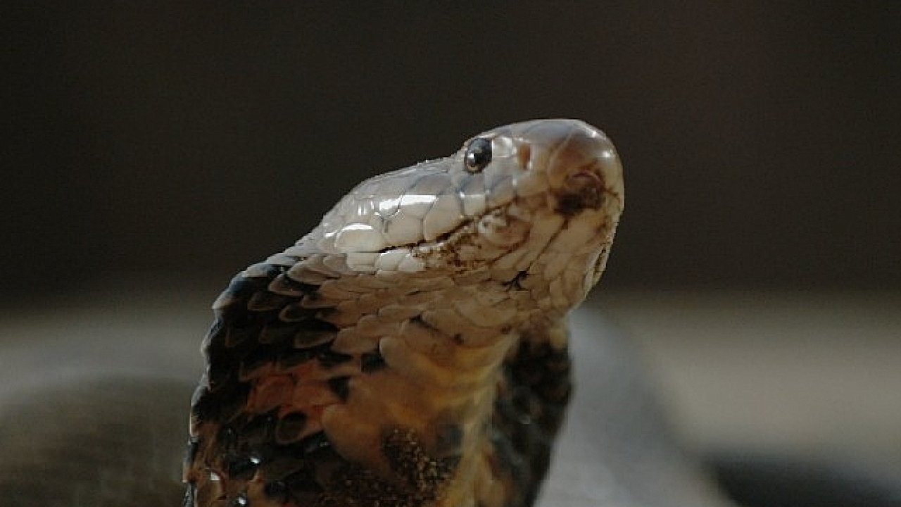 'Şehirdeki Yılanlar: Zehirli Karşılaşmalar' 2 Mart Pazar Günü 20.00'de National Geographic WILD Ekranlarında!