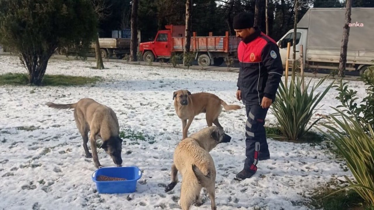 Silivri Belediyesi, sokak hayvanlarını soğuk kış günlerinde yalnız bırakmıyor