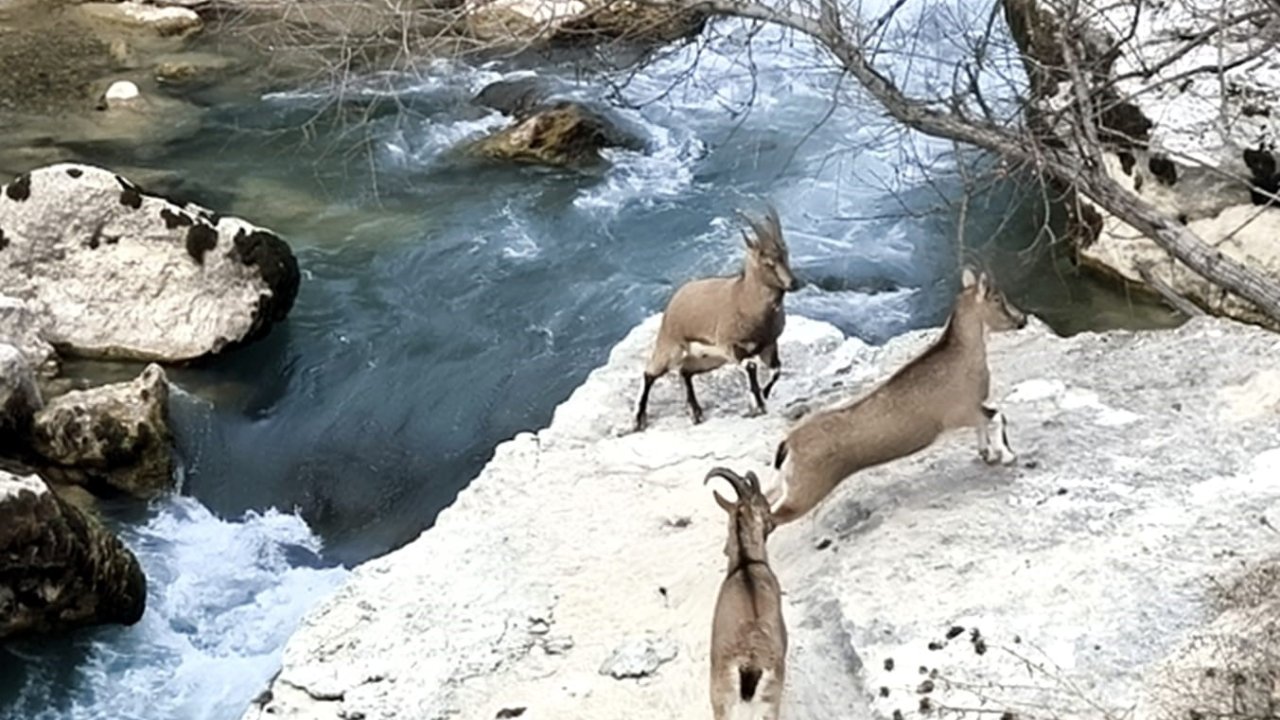 Tağar Çayı kıyısına neşe katan dağ keçileri, vatandaşlarla iç içe görüntüler sunuyor