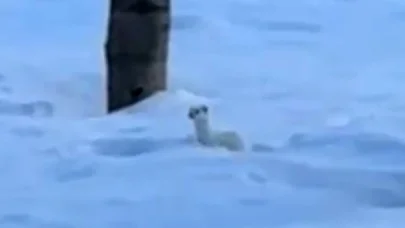 Tatvan’da beyaz gelincik görüntülendi