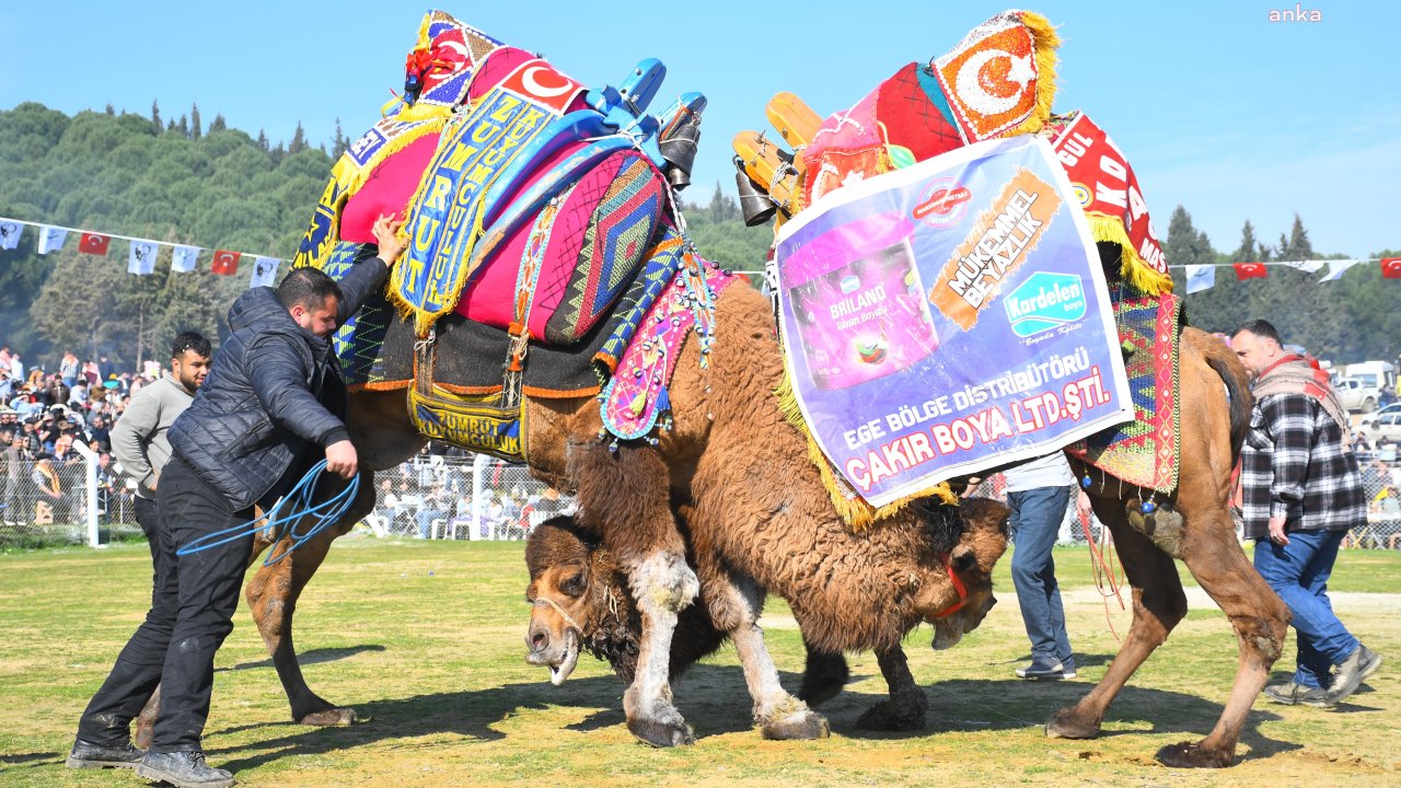 Torbalı'da bu yıl 16'ncısı düzenlenen Deve Güreşi Festivali, büyük ilgi gördü