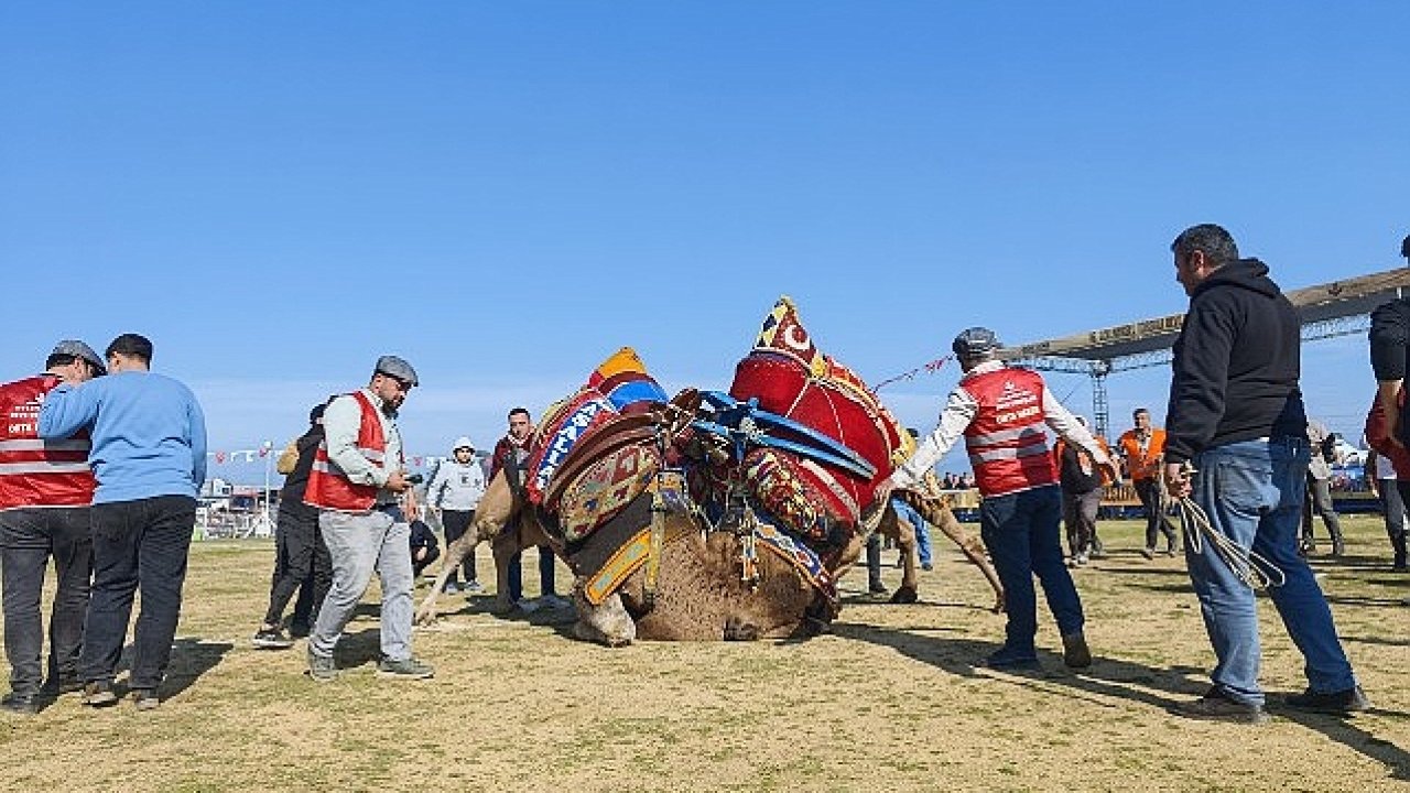 Torbalı'da deve güreşi festivaline rekor katılım