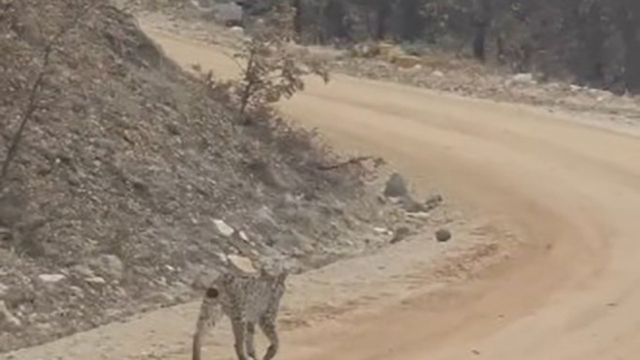 Tunceli’de kırmızı listedeki vaşak görüntülendi