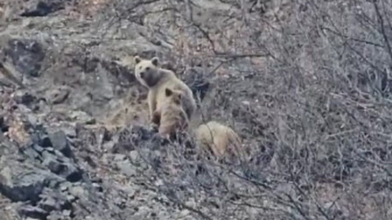 Tunceli’de kış uykusuna yatmayan ayı ailesi görüntülendi