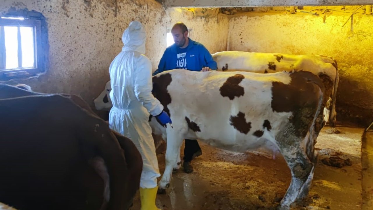 Tunceli’de şap hastalığı ile mücadele çalışmaları sürüyor