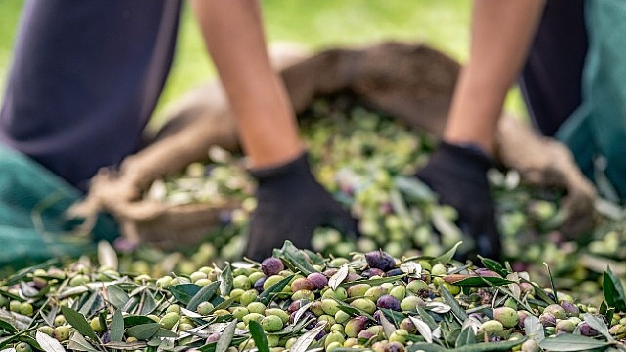 Zeytin ve zeytinyağı sektöründe verimlilik artıracak Avrupa Birliği Projesi