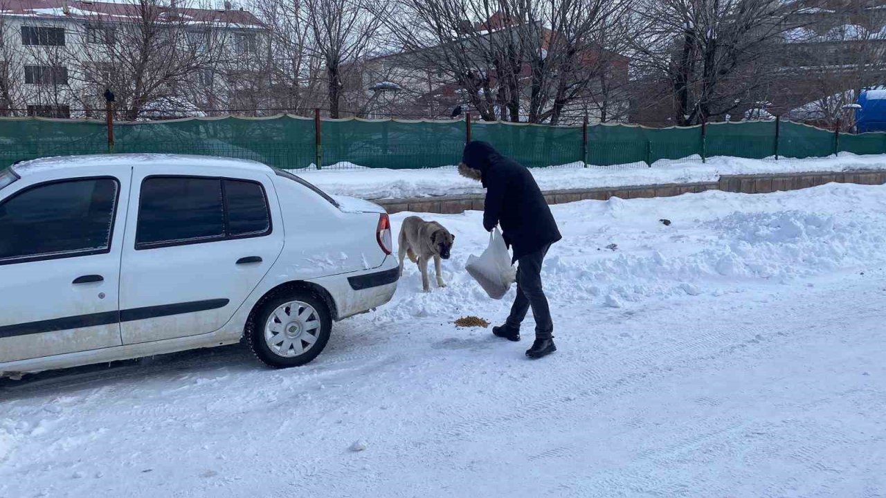 Zorlu kış şartlarında sokak sokak gezerek hayvanları besliyor