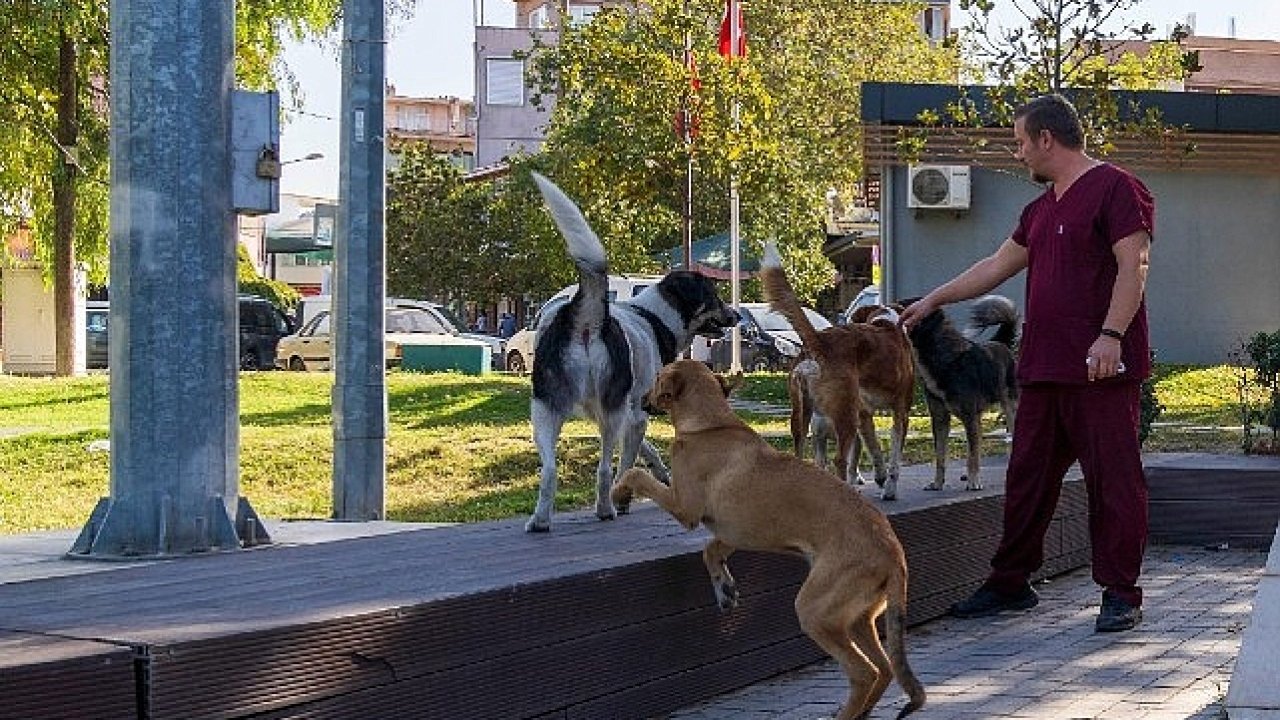 11 ilçede sahipsiz hayvan sayımı tamamlandı