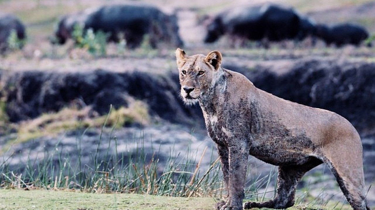 3 Bölümden Oluşan 'Katavi: Afrika'nın Yitirilmiş Cenneti' 5 Mart Çarşamba Günü 20.00'de National Geographic WILD Ekranlarında!