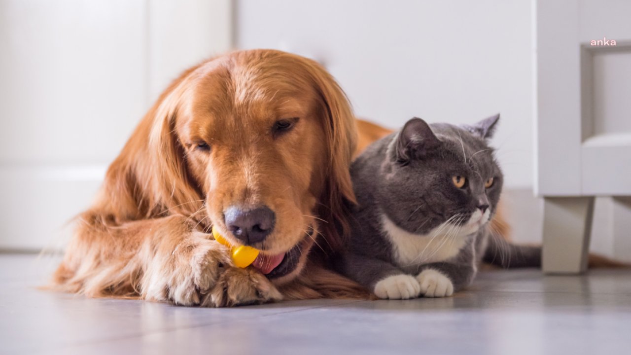 Çiplendirme süresi yıl sonuna kadar uzatıldı, kedi ve köpek sahiplerine zorunlu kayıt şartında değişiklik